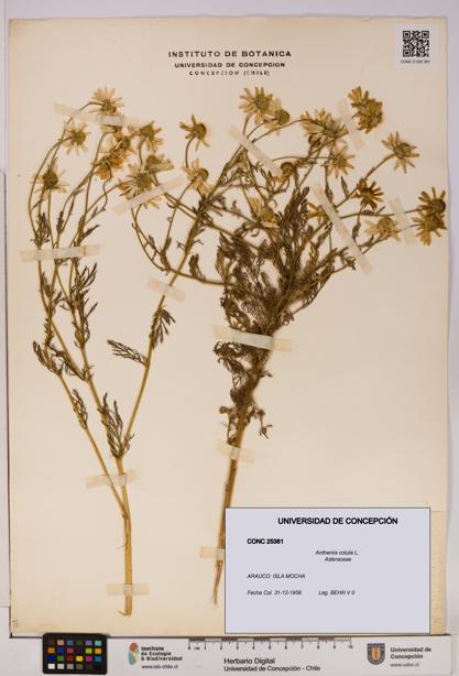 Anthemis cotula [Espécimen: UDEC:CONC:0025381]