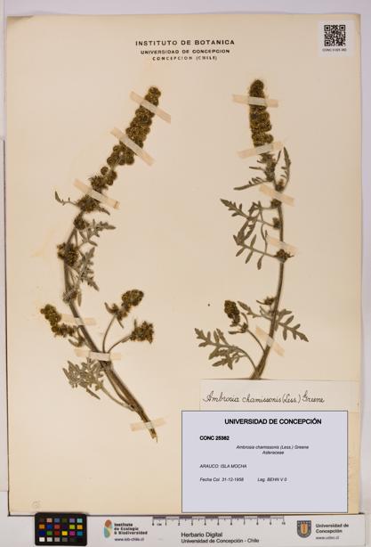 Ambrosia chamissonis [Espécimen: UDEC:CONC:0025382]