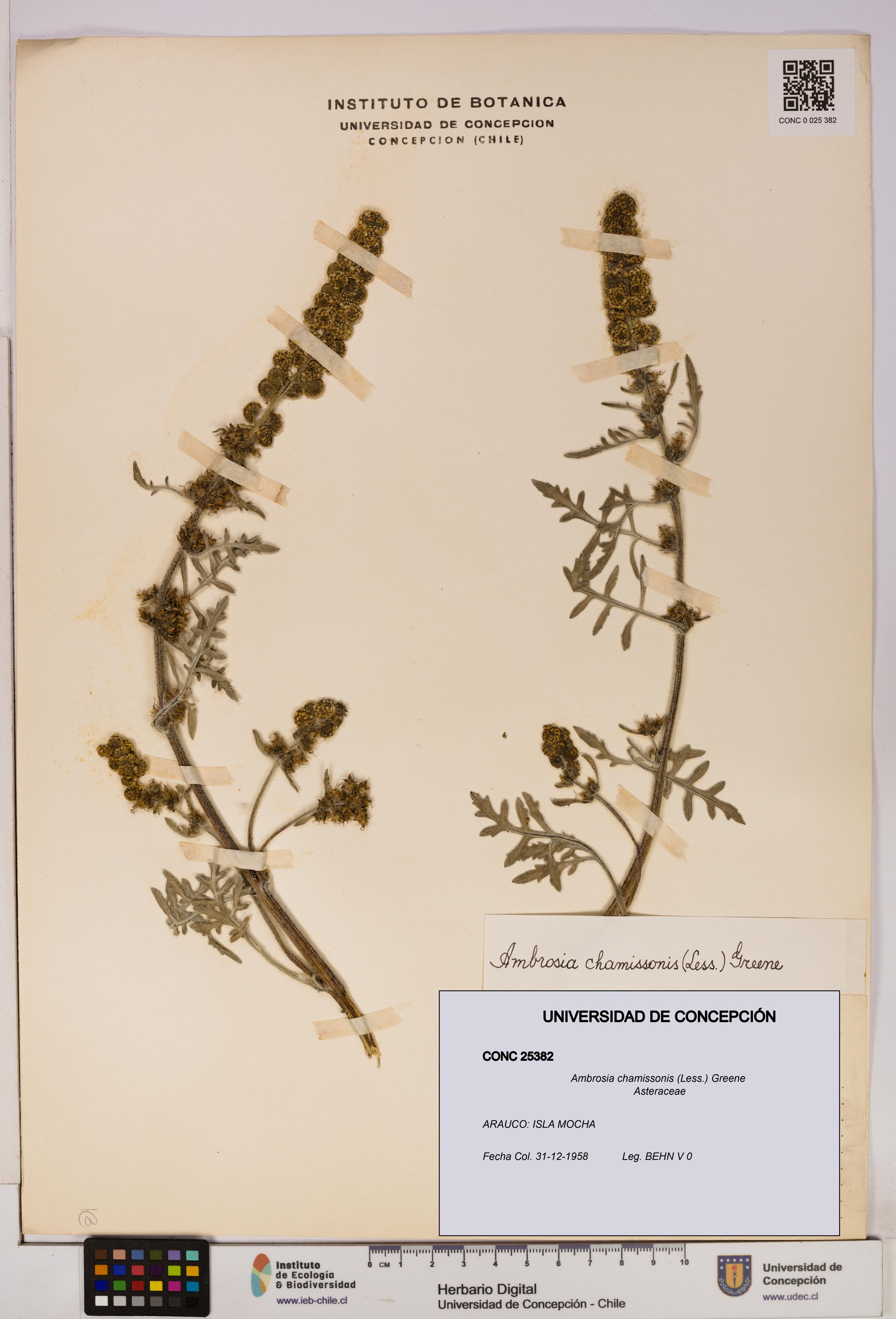 Ambrosia chamissonis [Espécimen: UDEC:CONC:0025382]