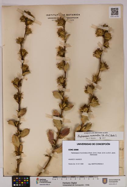 Haplopappus mucronatus [Espécimen: UDEC:CONC:0025385]