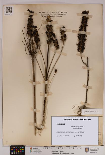 Bellardia trixago [Espécimen: UDEC:CONC:0025388]