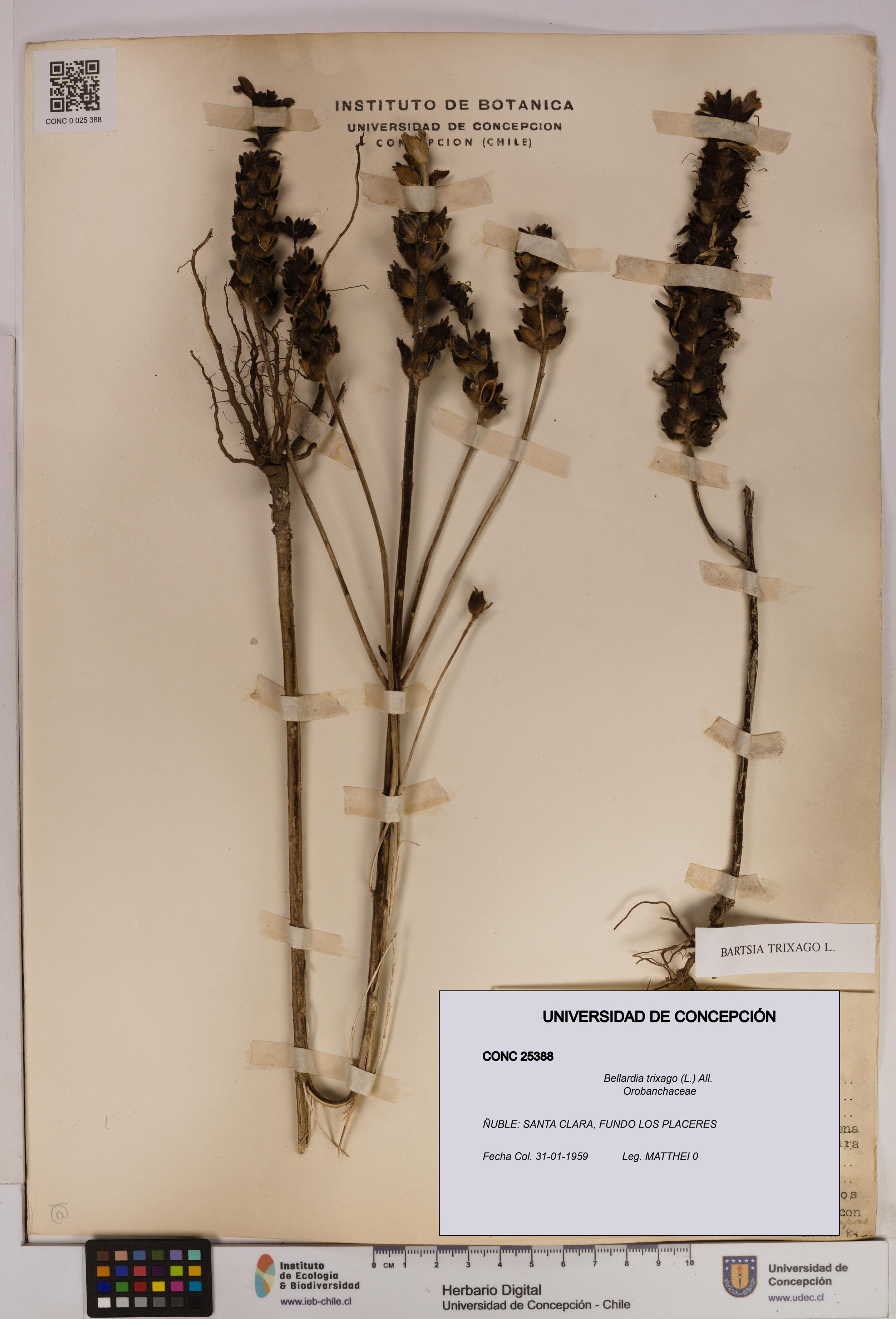 Bellardia trixago [Espécimen: UDEC:CONC:0025388]
