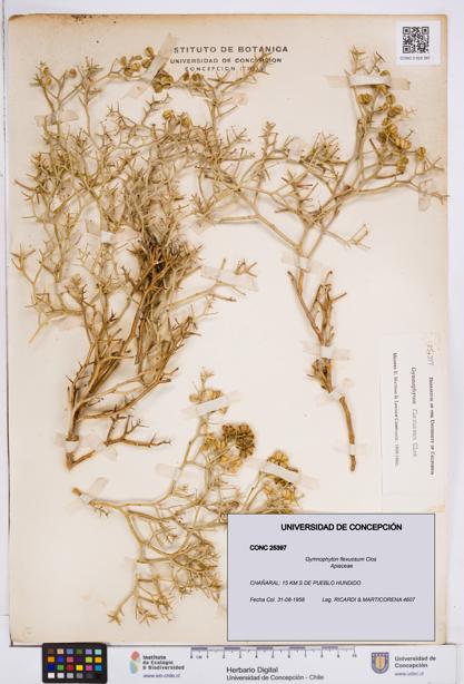 Gymnophyton flexuosum [Espécimen: ]