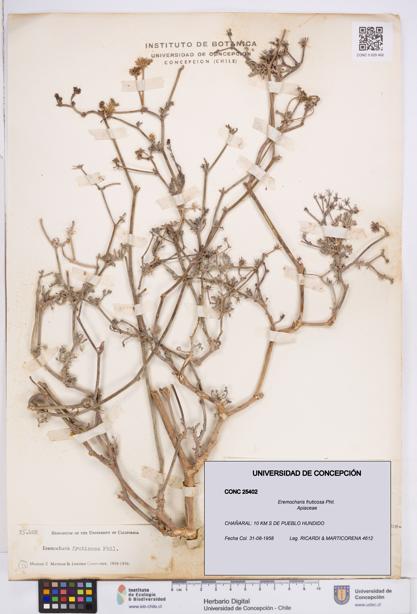 Eremocharis fruticosa [Espécimen: ]
