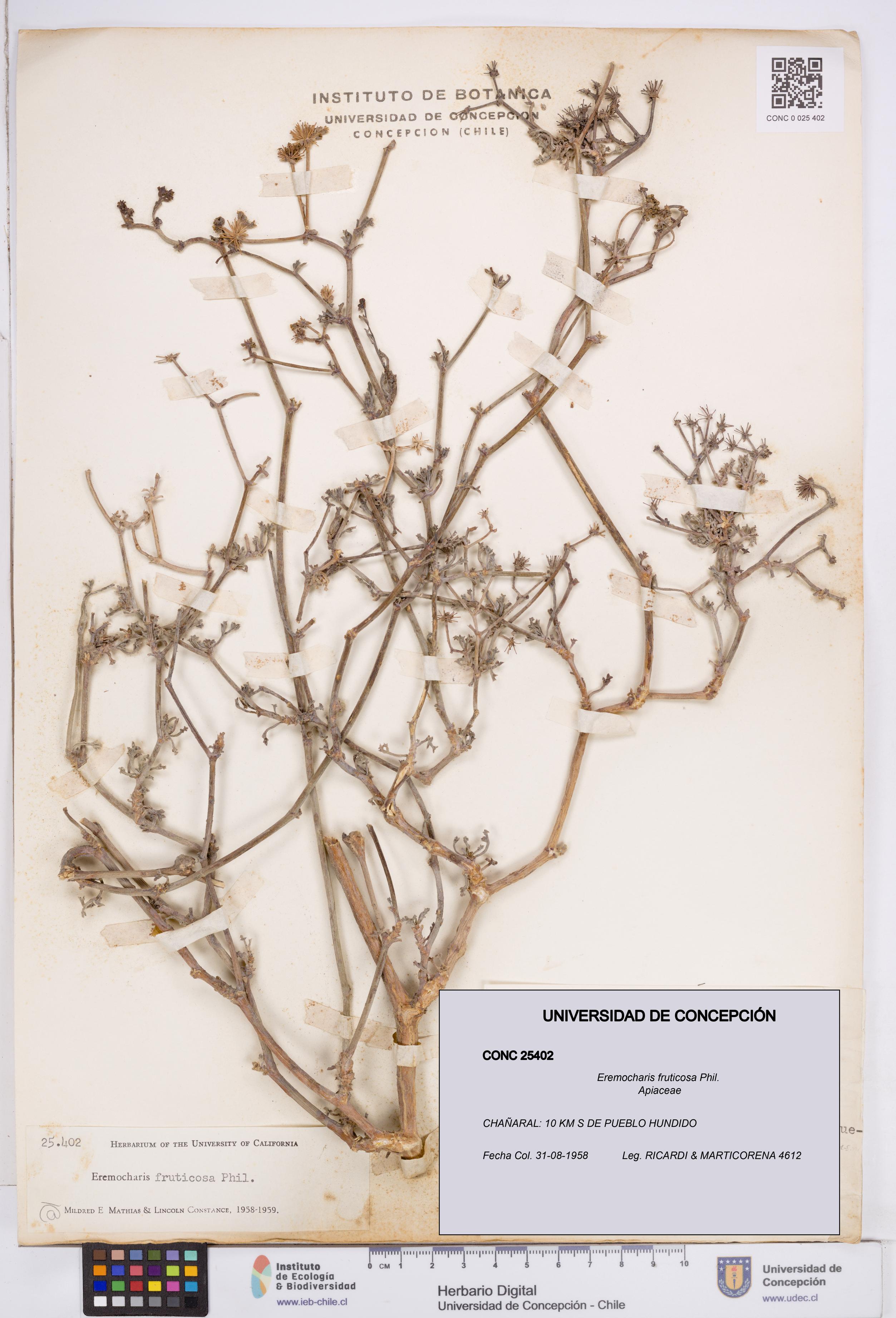 Eremocharis fruticosa [Espécimen: ]