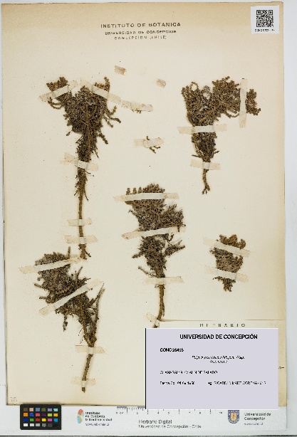 Polyachyrus fuscus [Espécimen: UDEC:CONC:0025405]
