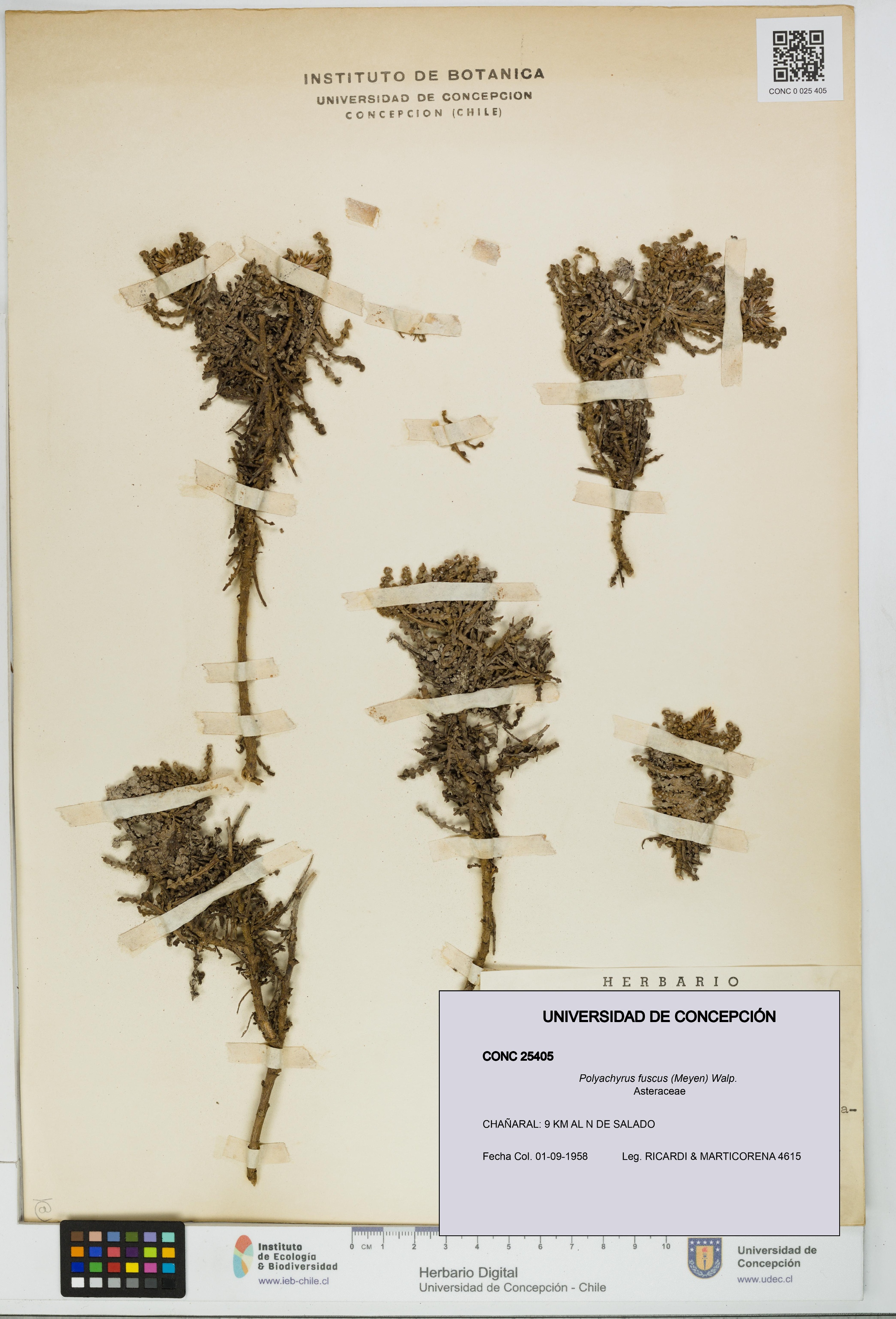 Polyachyrus fuscus [Espécimen: UDEC:CONC:0025405]
