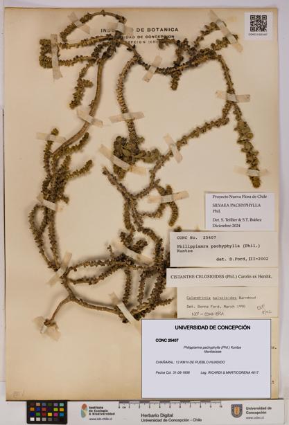 Philippiamra pachyphylla [Espécimen: ]