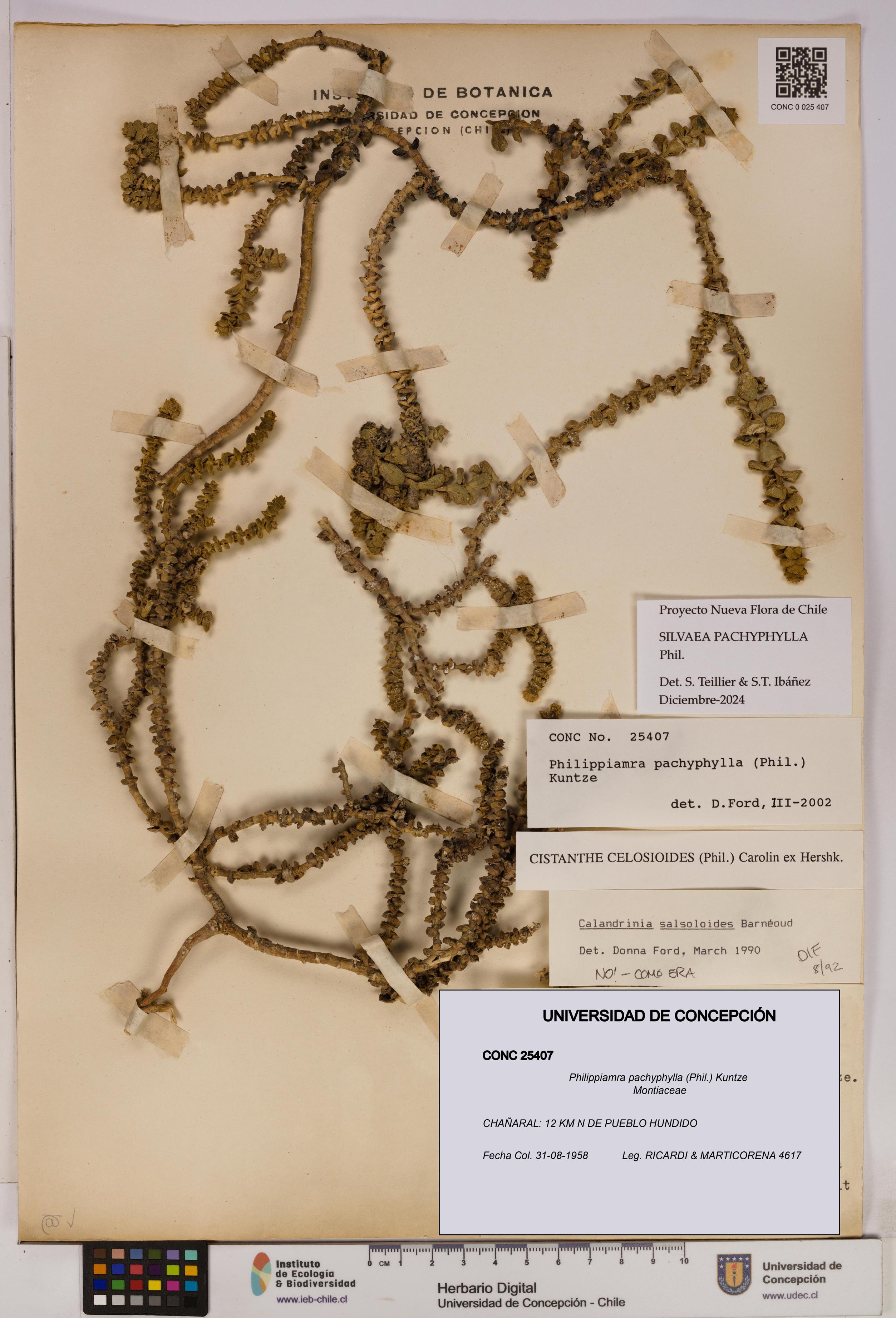 Philippiamra pachyphylla [Espécimen: ]
