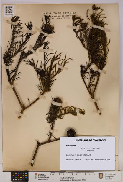 Gypothamnium pinifolium [Espécimen: UDEC:CONC:0025409]