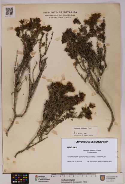 Frankenia chilensis [Espécimen: UDEC:CONC:0025411]