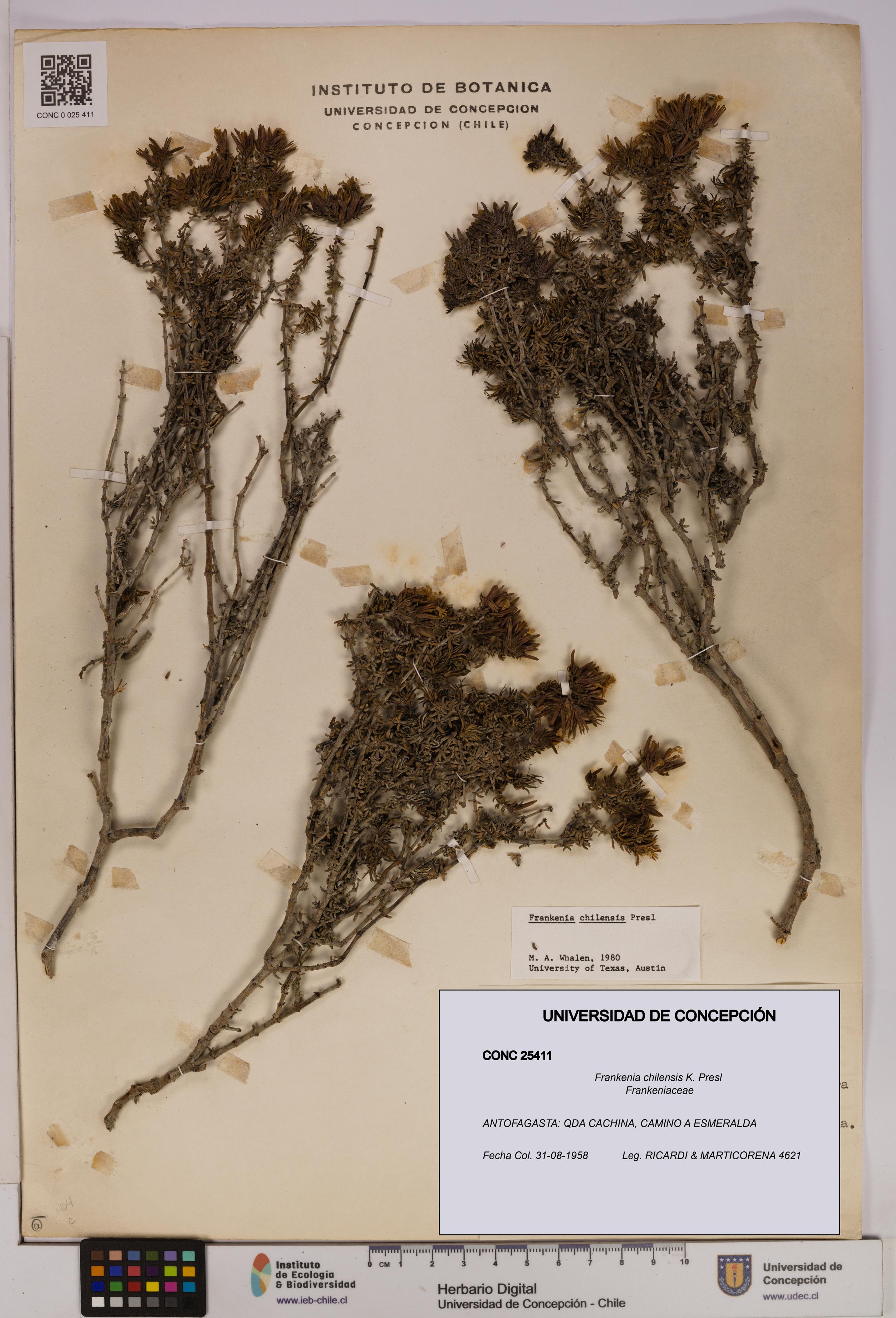 Frankenia chilensis [Espécimen: UDEC:CONC:0025411]