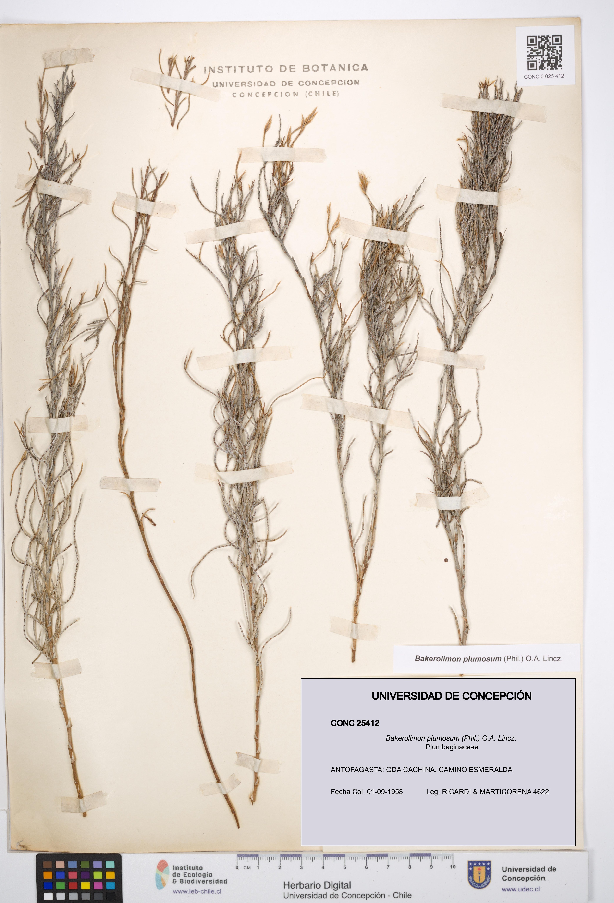 Bakerolimon plumosum [Espécimen: UDEC:CONC:0025412]
