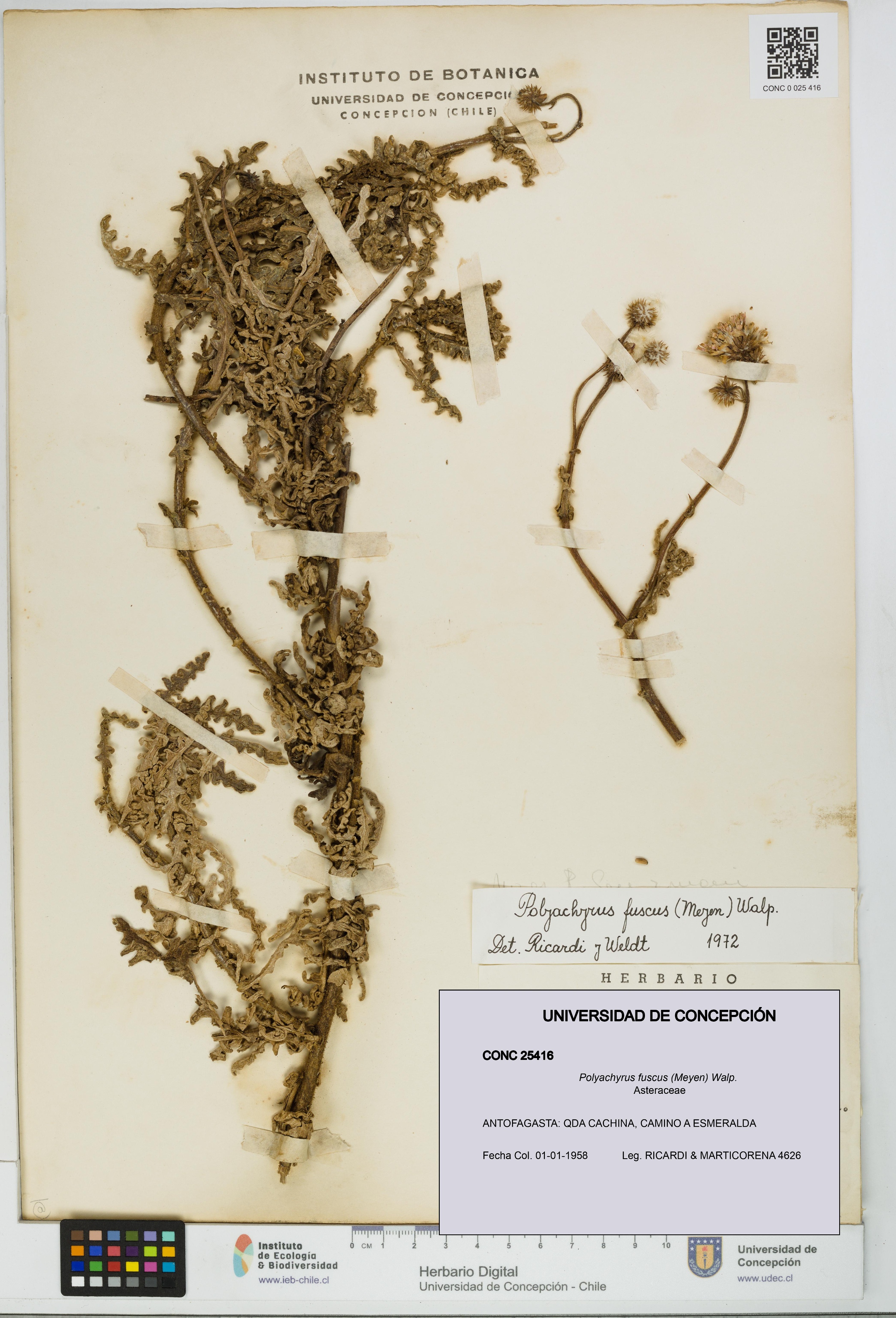 Polyachyrus fuscus [Espécimen: UDEC:CONC:0025416]