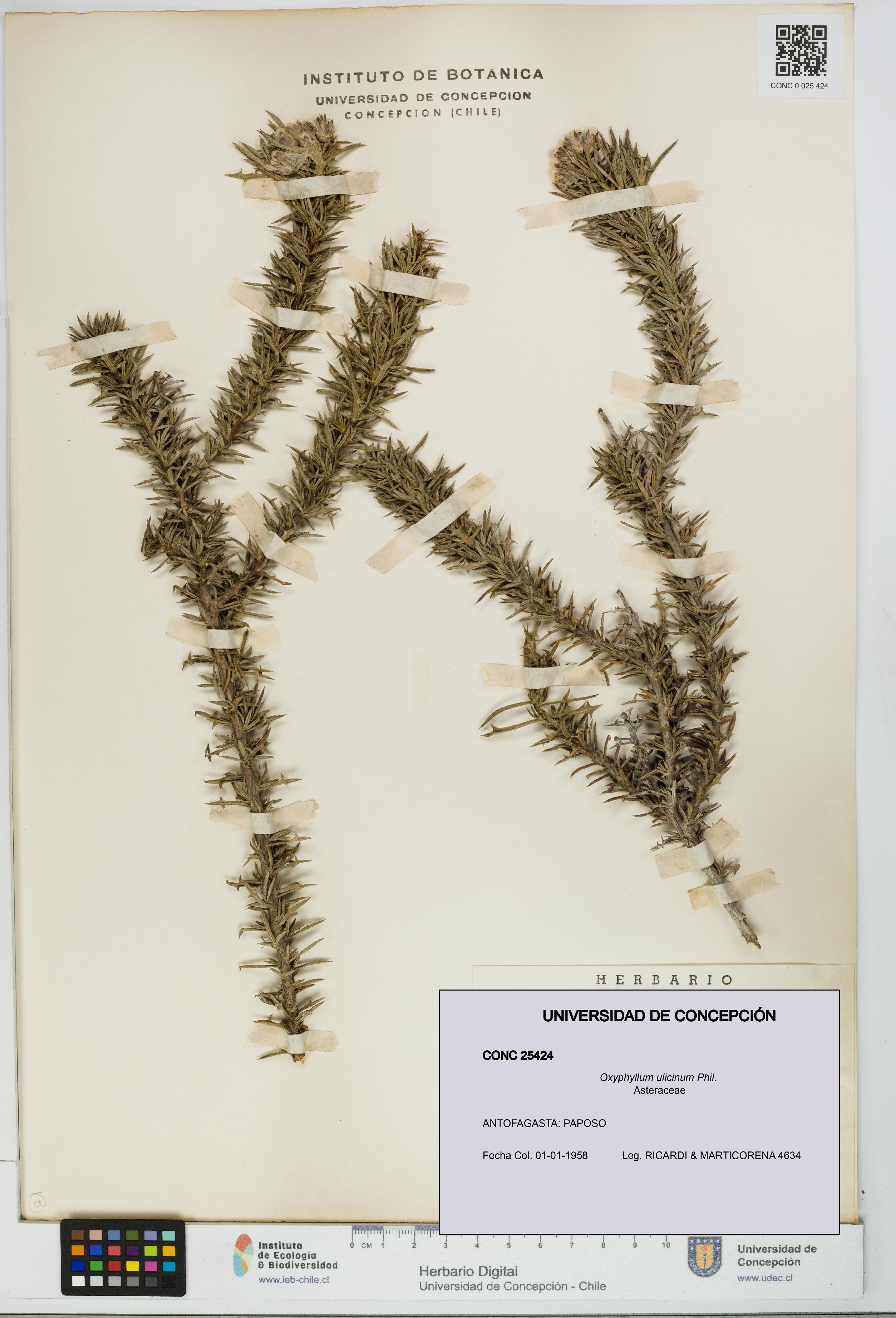 Oxyphyllum ulicinum [Espécimen: ]