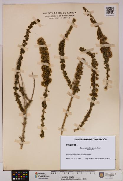 Ophryosporus triangularis [Espécimen: UDEC:CONC:0025433]