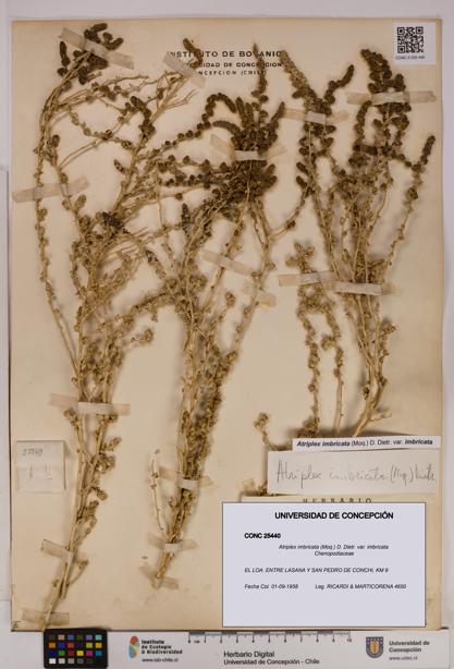 Atriplex imbricata [Espécimen: UDEC:CONC:0025440]