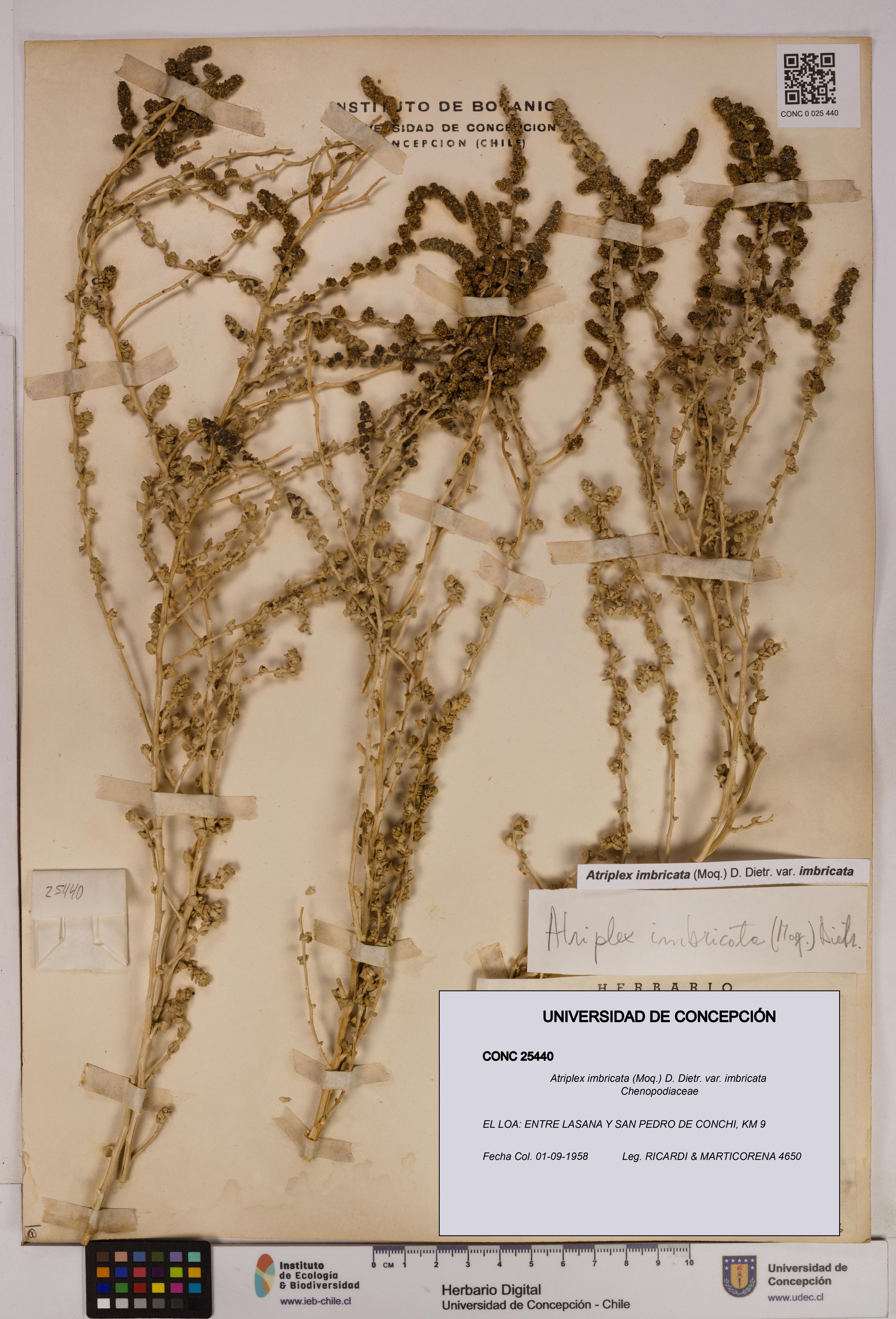 Atriplex imbricata [Espécimen: UDEC:CONC:0025440]