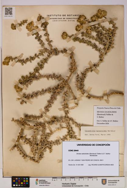 Silvaea salsoloides [Espécimen: UDEC:CONC:0025443]