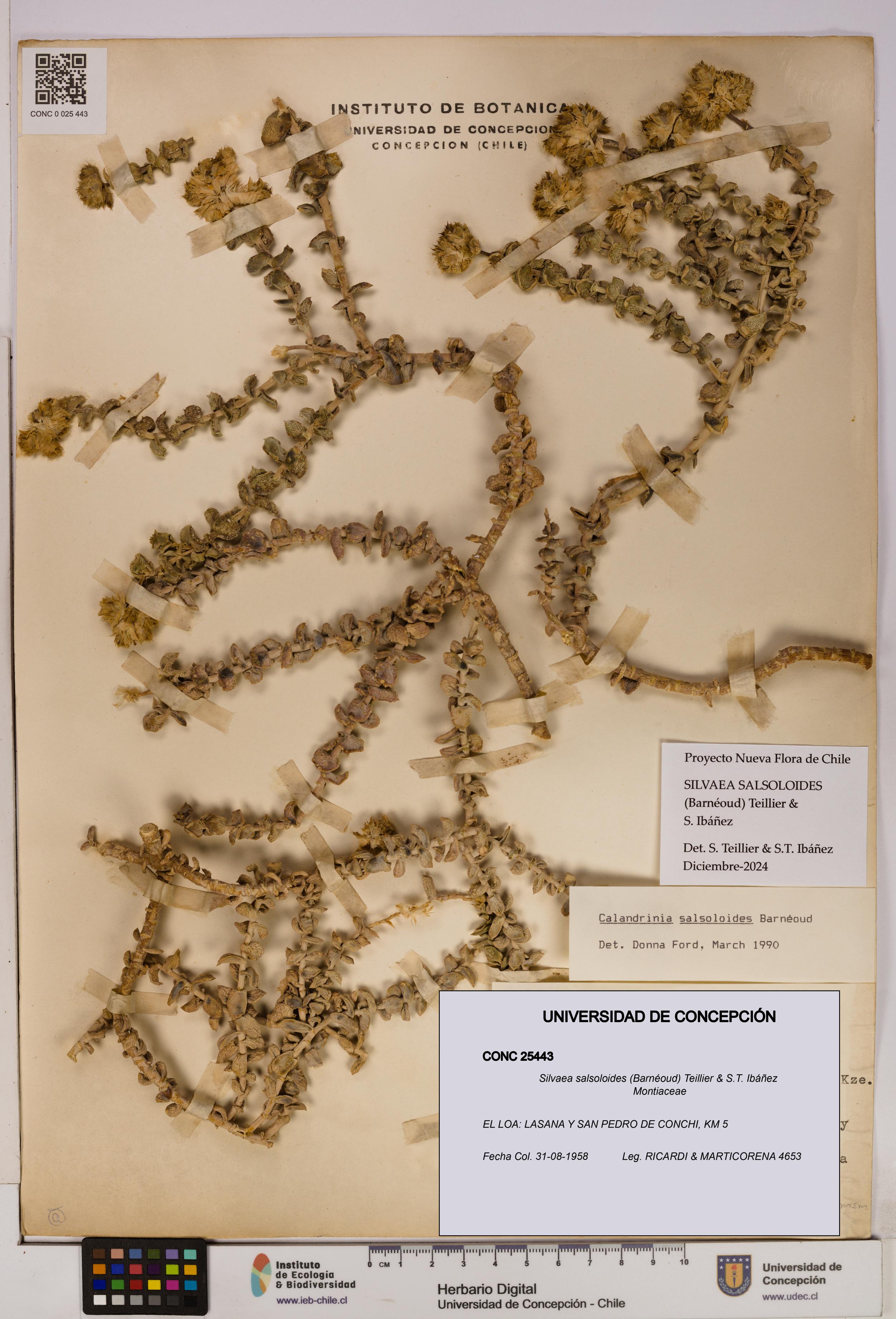 Silvaea salsoloides [Espécimen: UDEC:CONC:0025443]