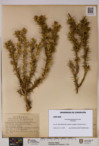 Chuquiraga atacamensis [Espécimen: UDEC:CONC:0025446]