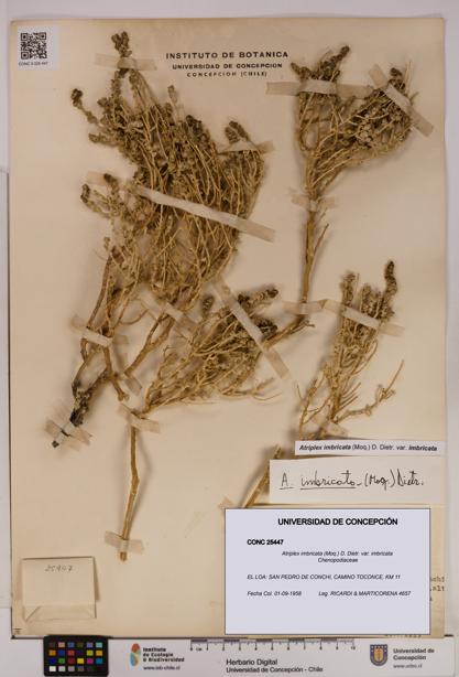 Atriplex imbricata [Espécimen: UDEC:CONC:0025447]