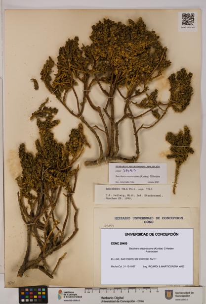 Baccharis tola [Espécimen: UDEC:CONC:0025453]