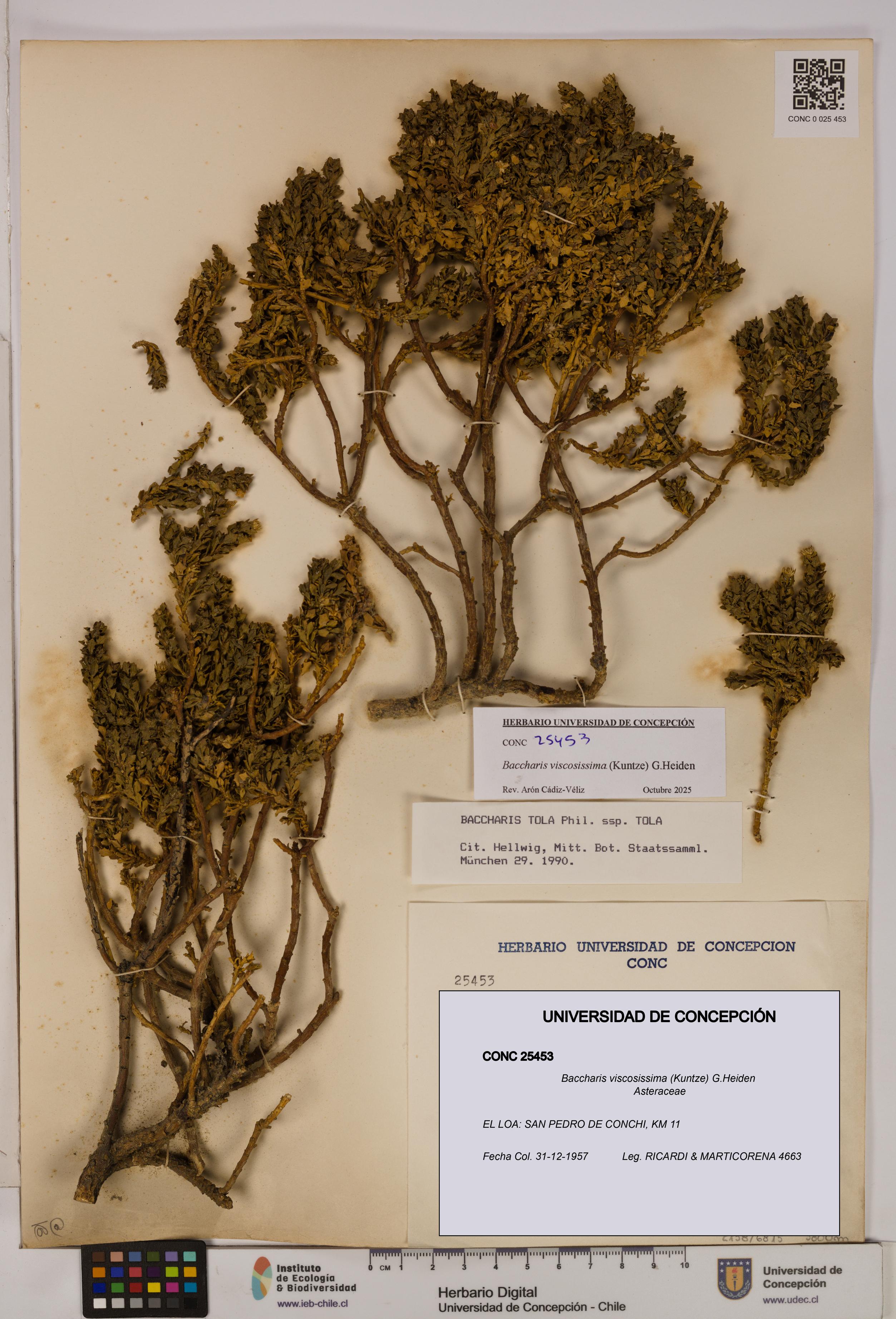 Baccharis tola [Espécimen: UDEC:CONC:0025453]