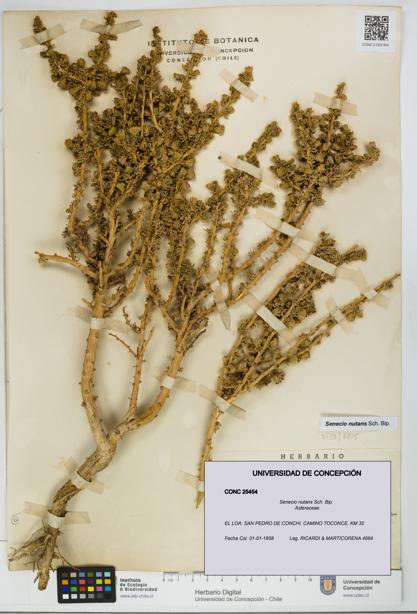 Senecio nutans [Espécimen: UDEC:CONC:0025454]