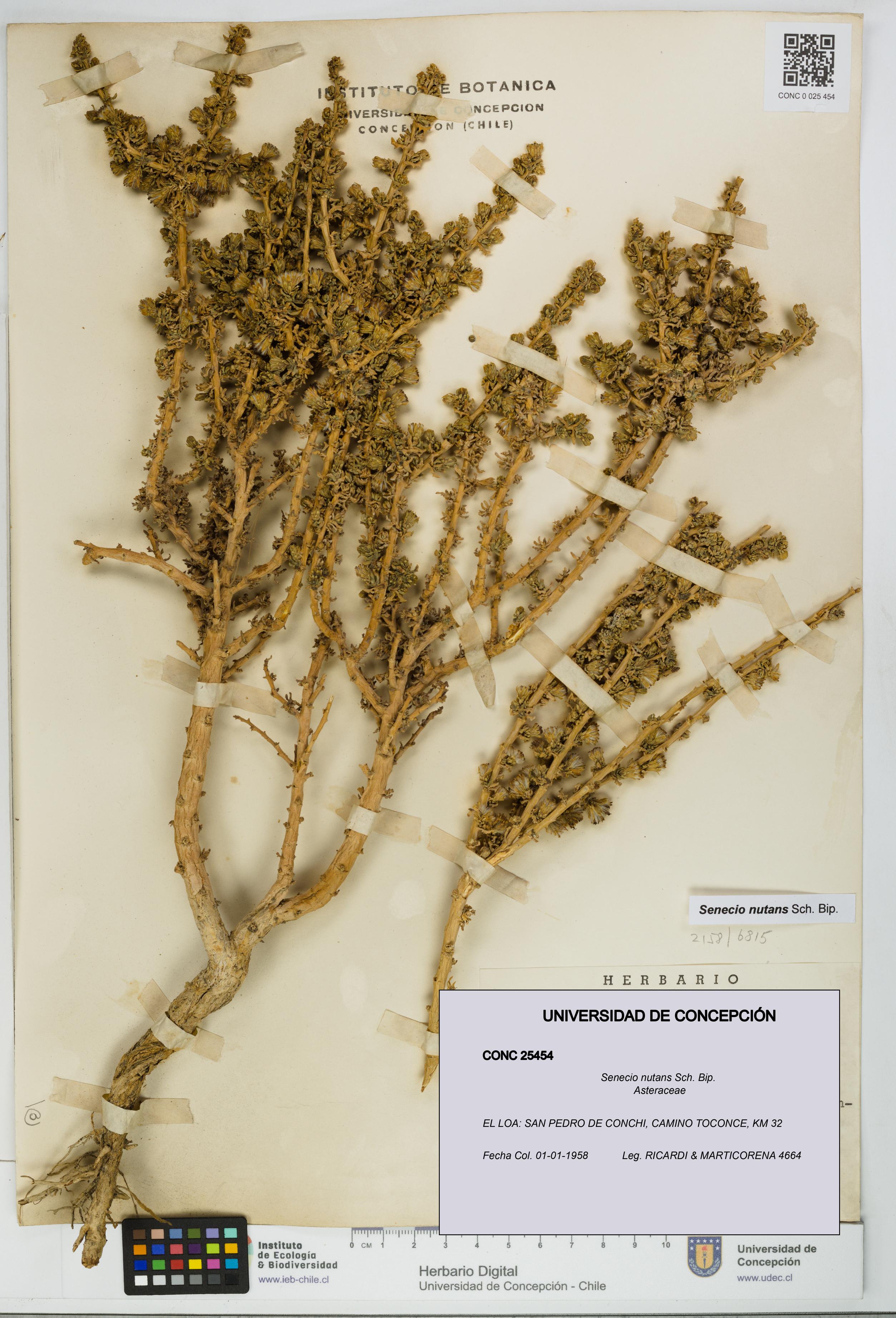 Senecio nutans [Espécimen: UDEC:CONC:0025454]