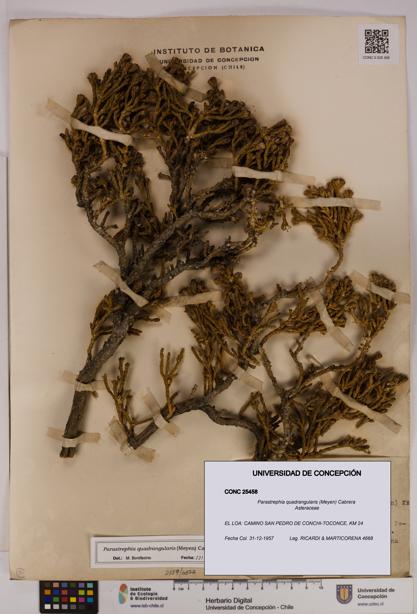 Parastrephia quadrangularis [Espécimen: UDEC:CONC:0025458]