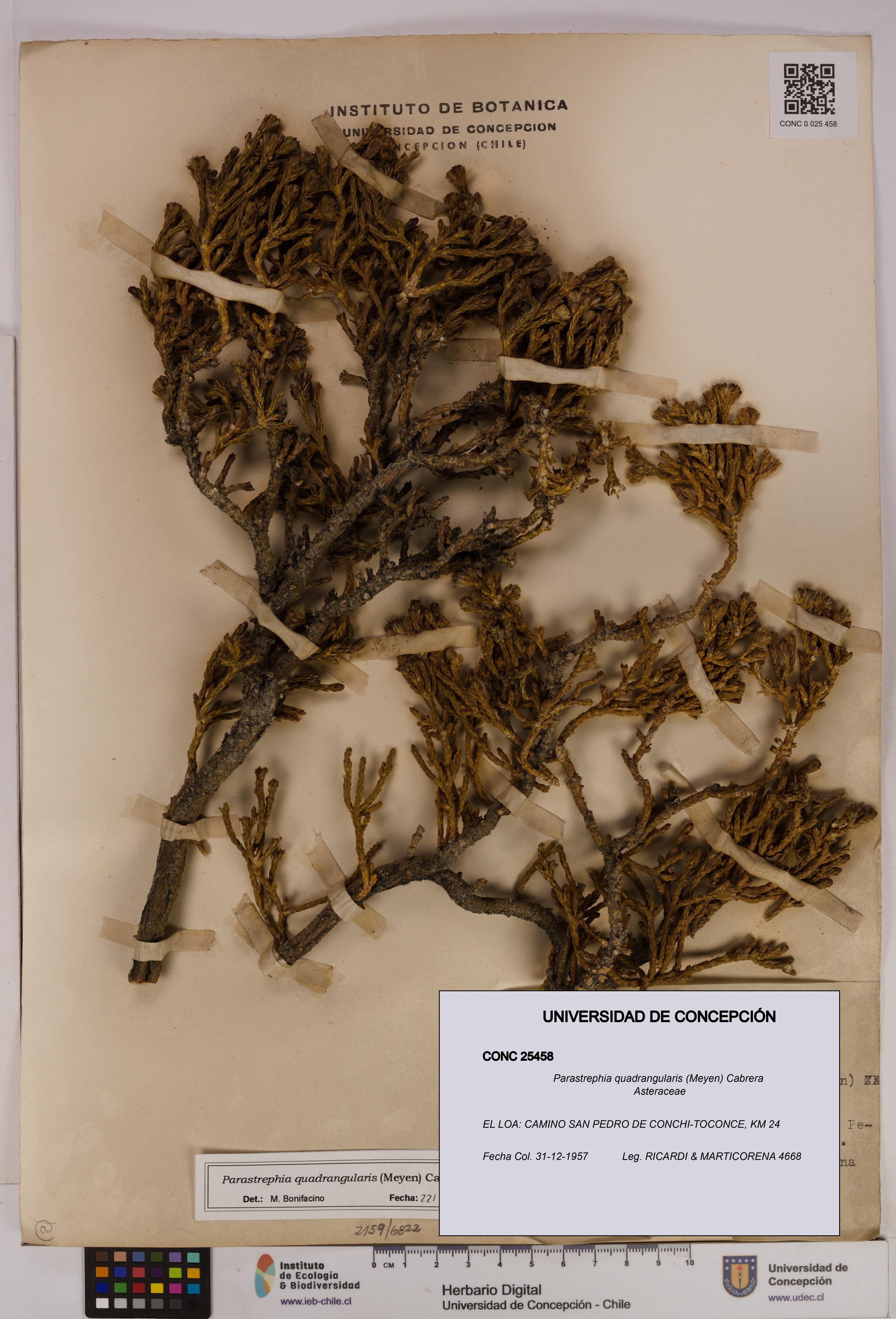 Parastrephia quadrangularis [Espécimen: UDEC:CONC:0025458]