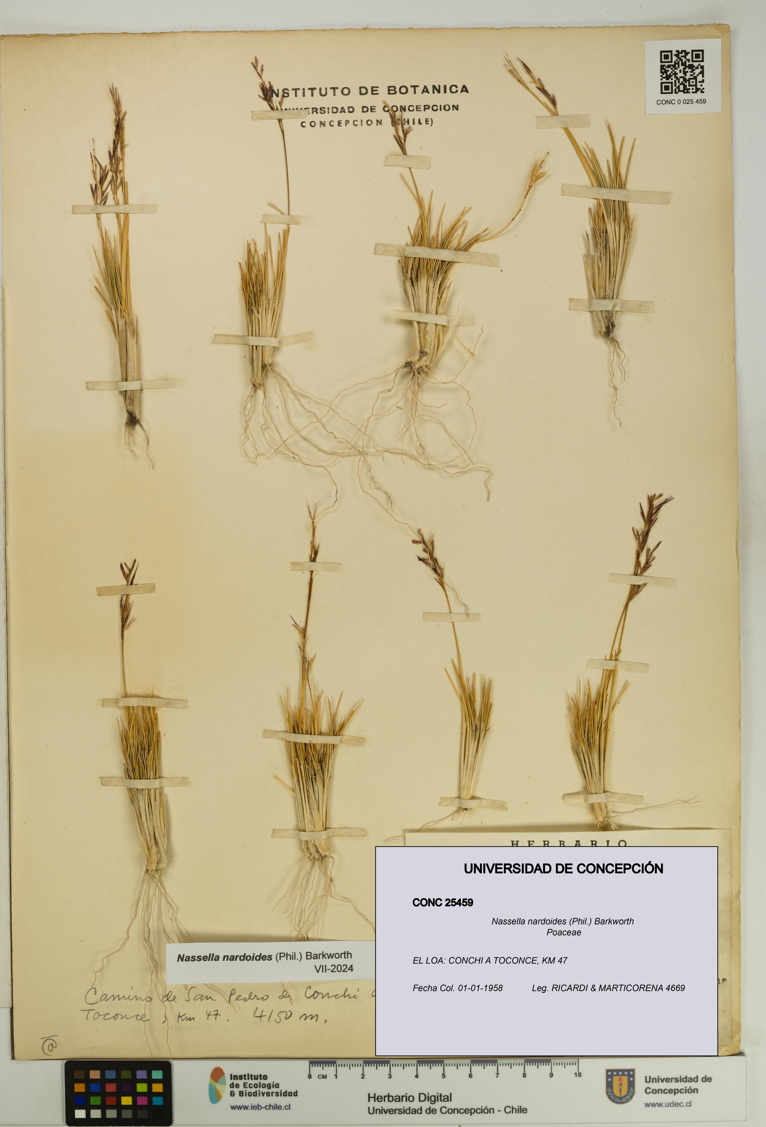 Nassella nardoides [Espécimen: UDEC:CONC:0025459]
