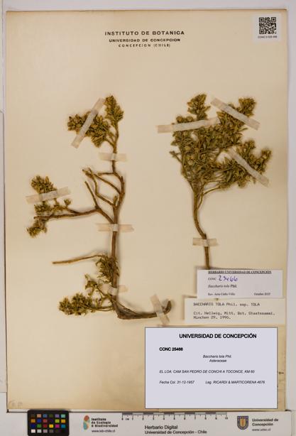 Baccharis tola [Espécimen: UDEC:CONC:0025466]