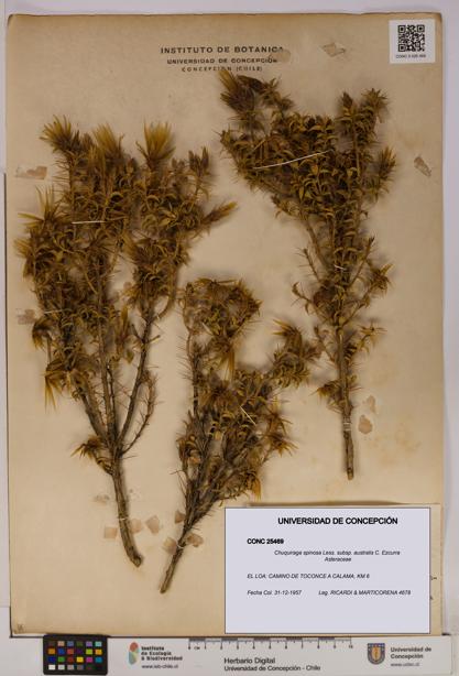Chuquiraga spinosa subsp. australis [Espécimen: UDEC:CONC:0025469]