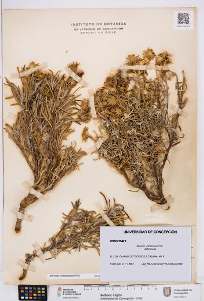 Senecio volckmannii [Espécimen: ]