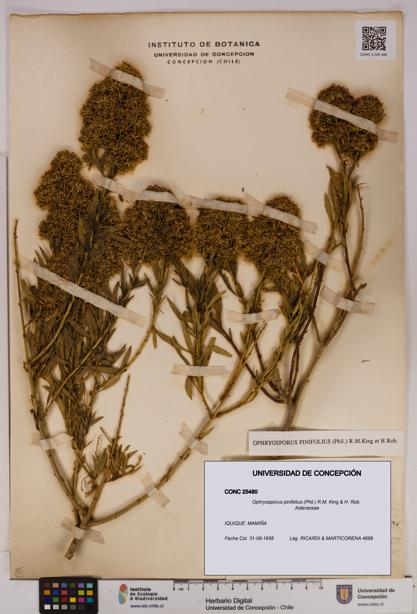 Ophryosporus pinifolius [Espécimen: UDEC:CONC:0025480]