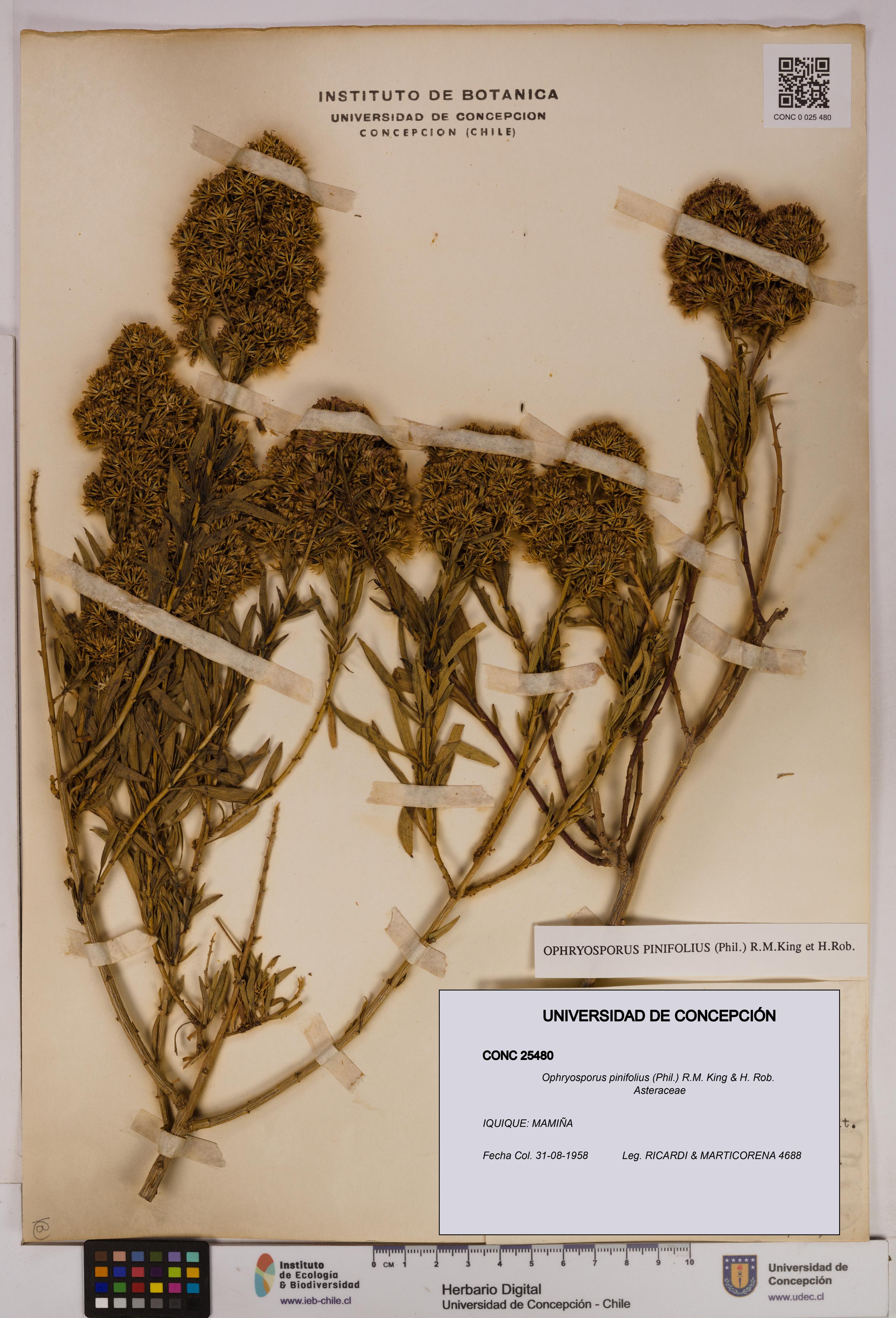 Ophryosporus pinifolius [Espécimen: UDEC:CONC:0025480]
