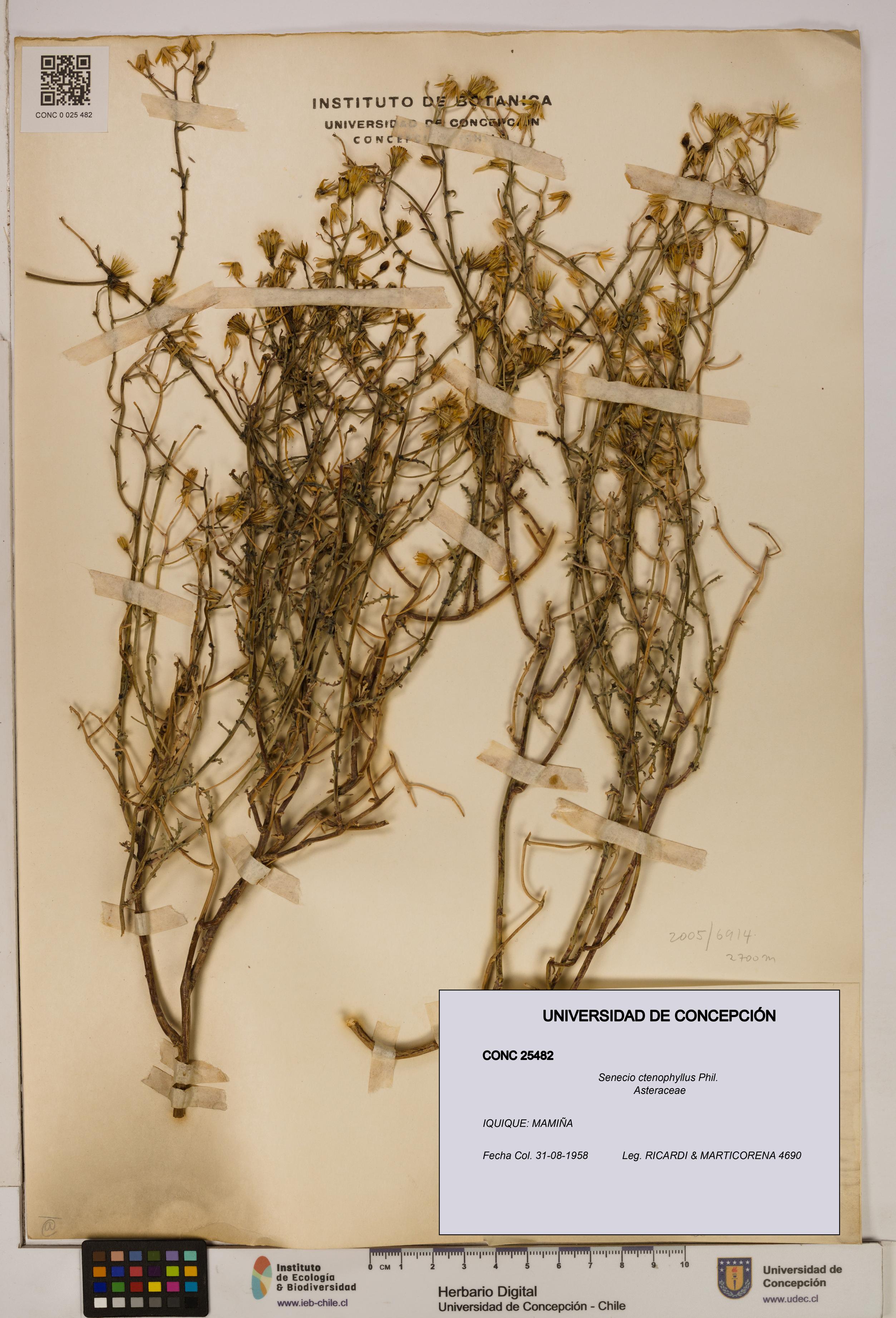 Senecio ctenophyllus [Espécimen: UDEC:CONC:0025482]