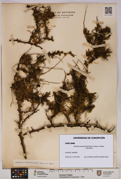 Ambrosia artemisioides [Espécimen: UDEC:CONC:0025485]