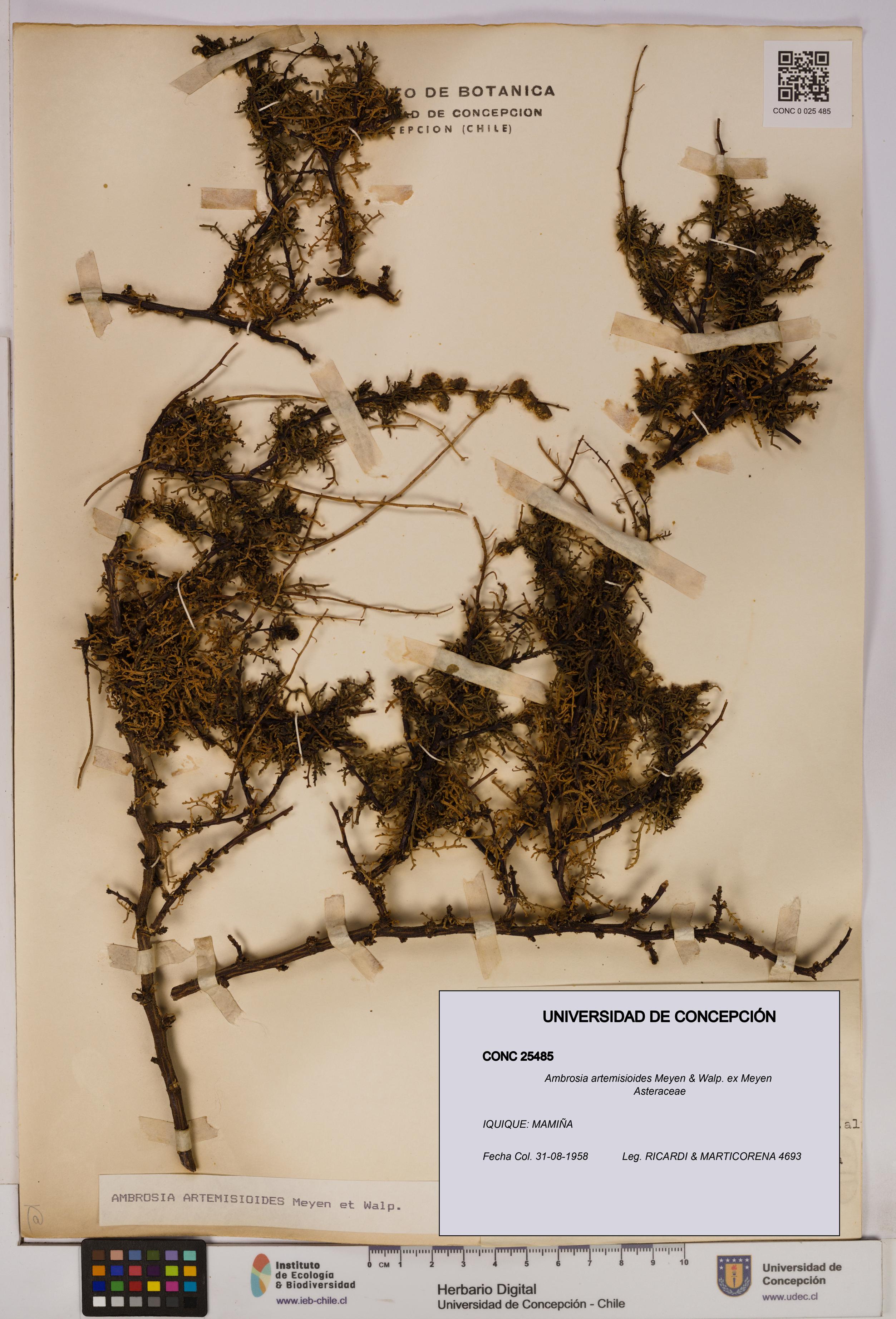 Ambrosia artemisioides [Espécimen: UDEC:CONC:0025485]