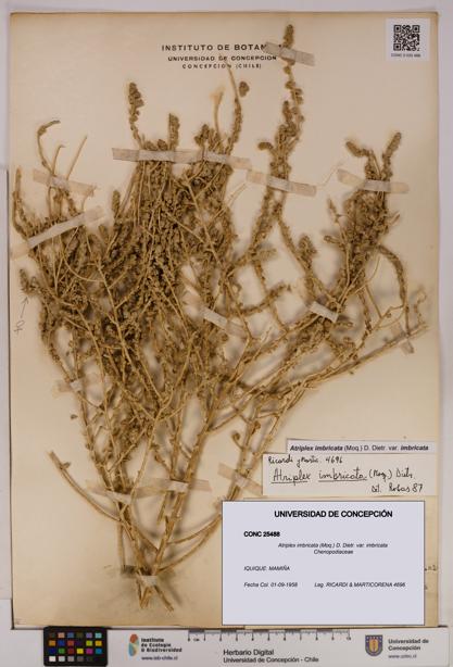 Atriplex imbricata [Espécimen: UDEC:CONC:0025488]