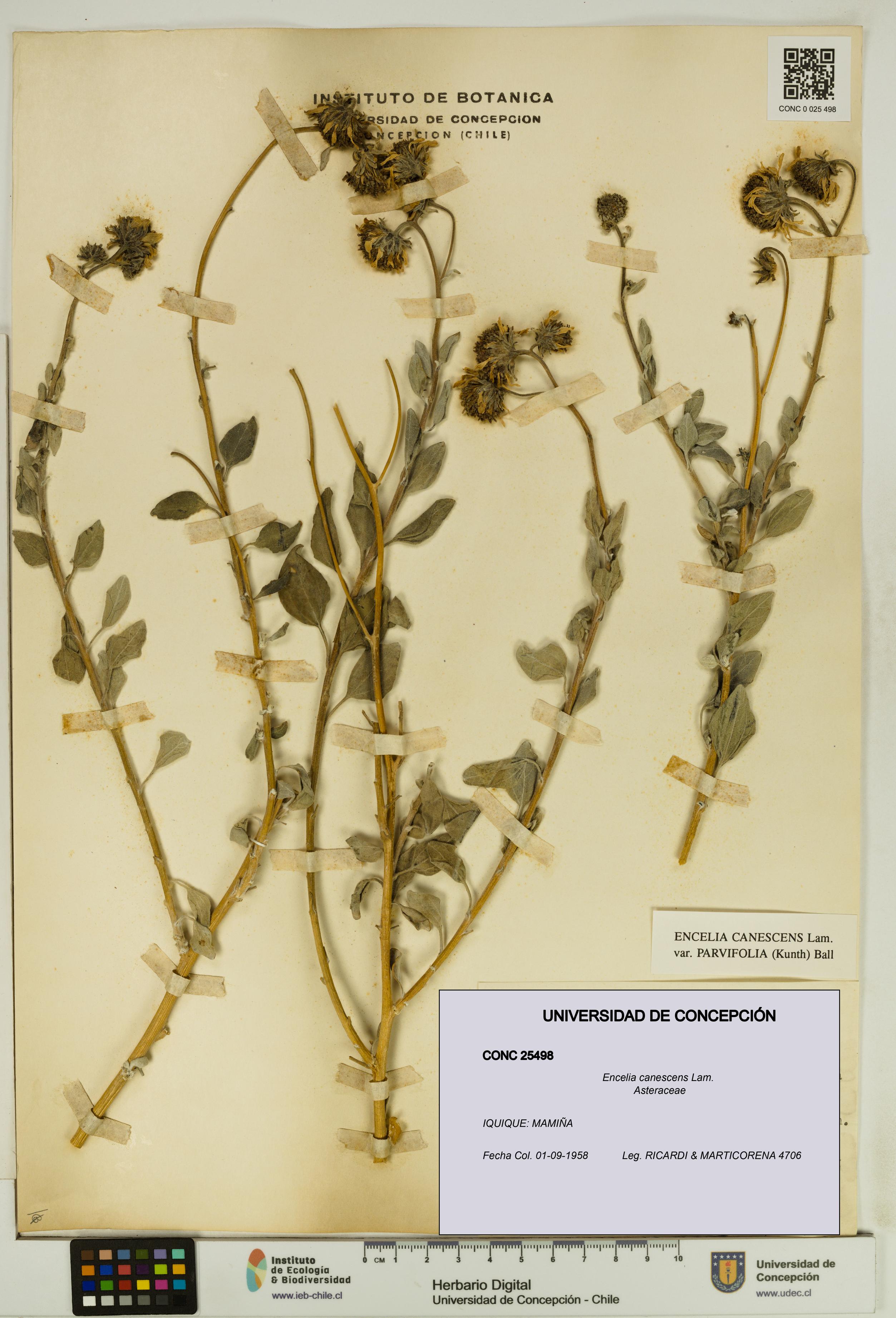 Encelia canescens [Espécimen: UDEC:CONC:0025498]