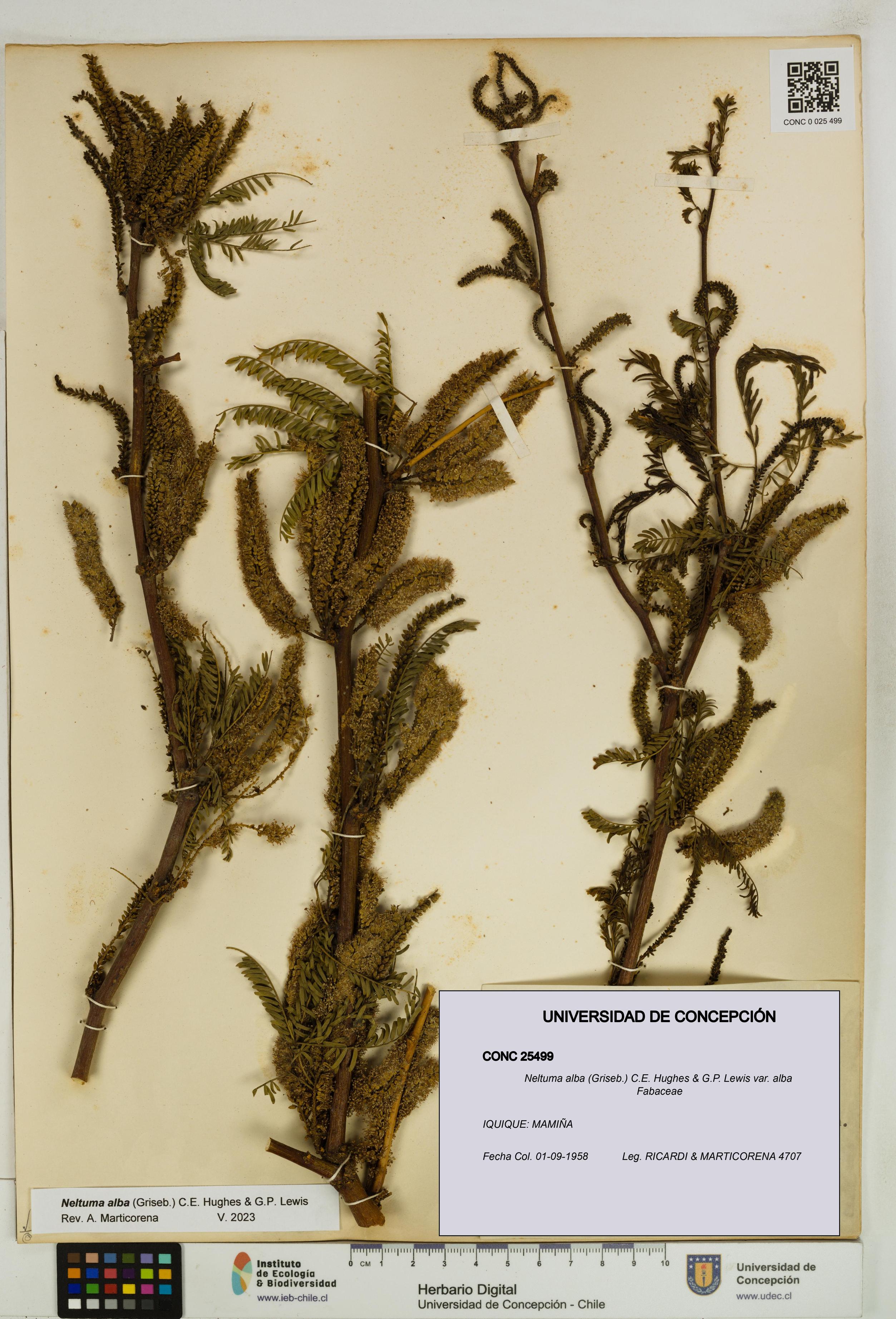 Neltuma alba var. alba [Espécimen: UDEC:CONC:0025499]