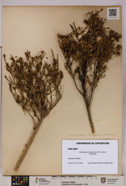 Lophopappus tarapacanus [Espécimen: UDEC:CONC:0025501]