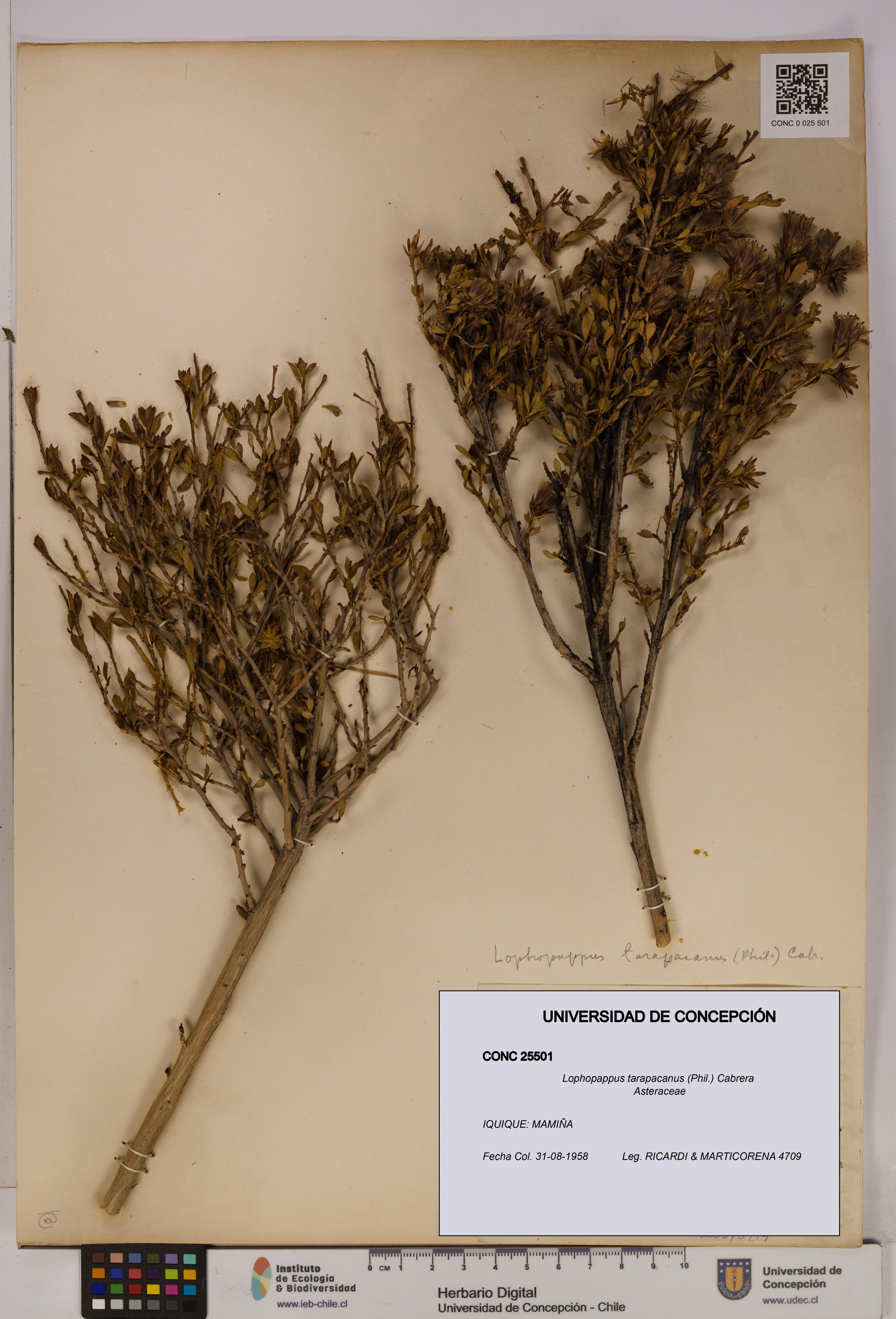Lophopappus tarapacanus [Espécimen: UDEC:CONC:0025501]