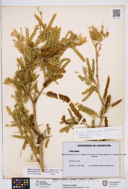 Neltuma flexuosa var. fruticosa [Espécimen: ]