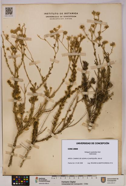 Helogyne apaloidea [Espécimen: UDEC:CONC:0025506]