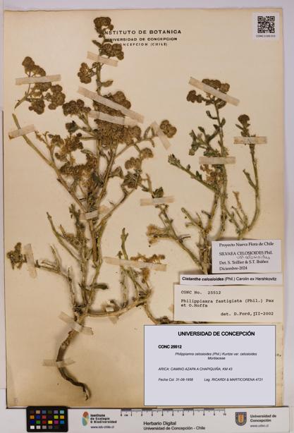 Philippiamra celosioides [Espécimen: ]