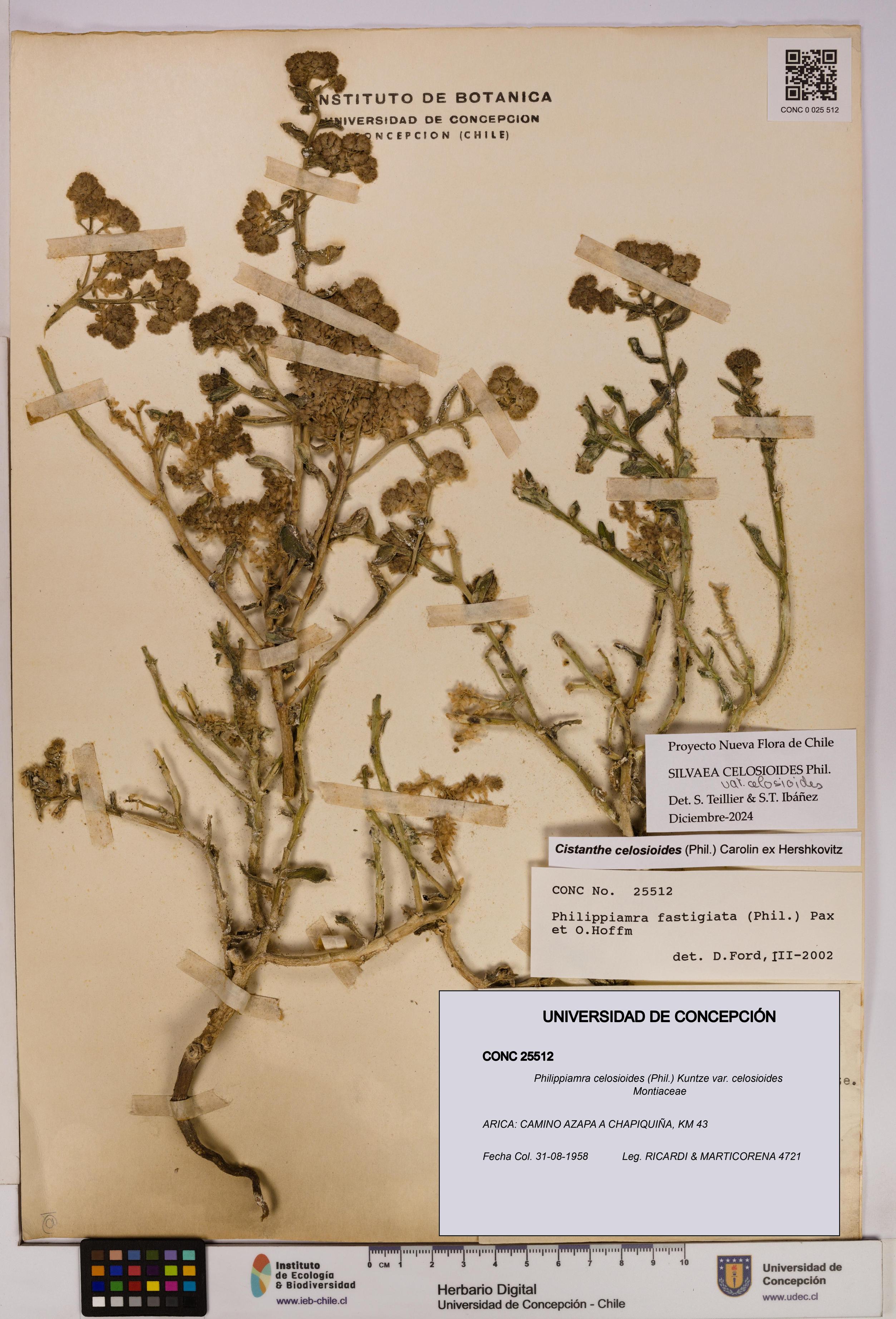 Philippiamra celosioides [Espécimen: ]